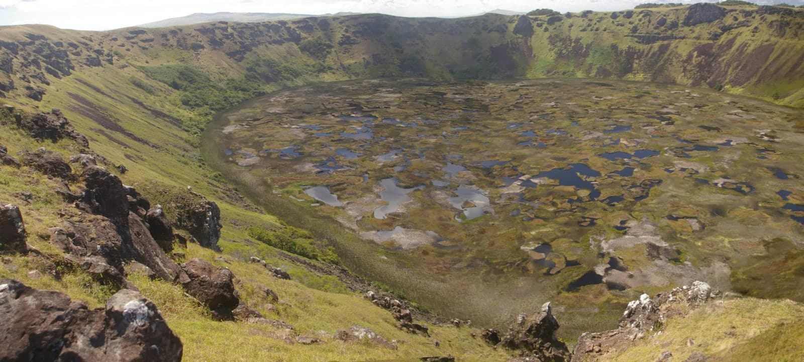 Forest hillside veiled in mist.