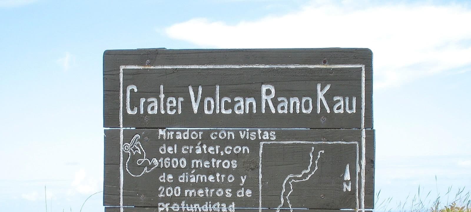 Sunlight through a dense green canopy.